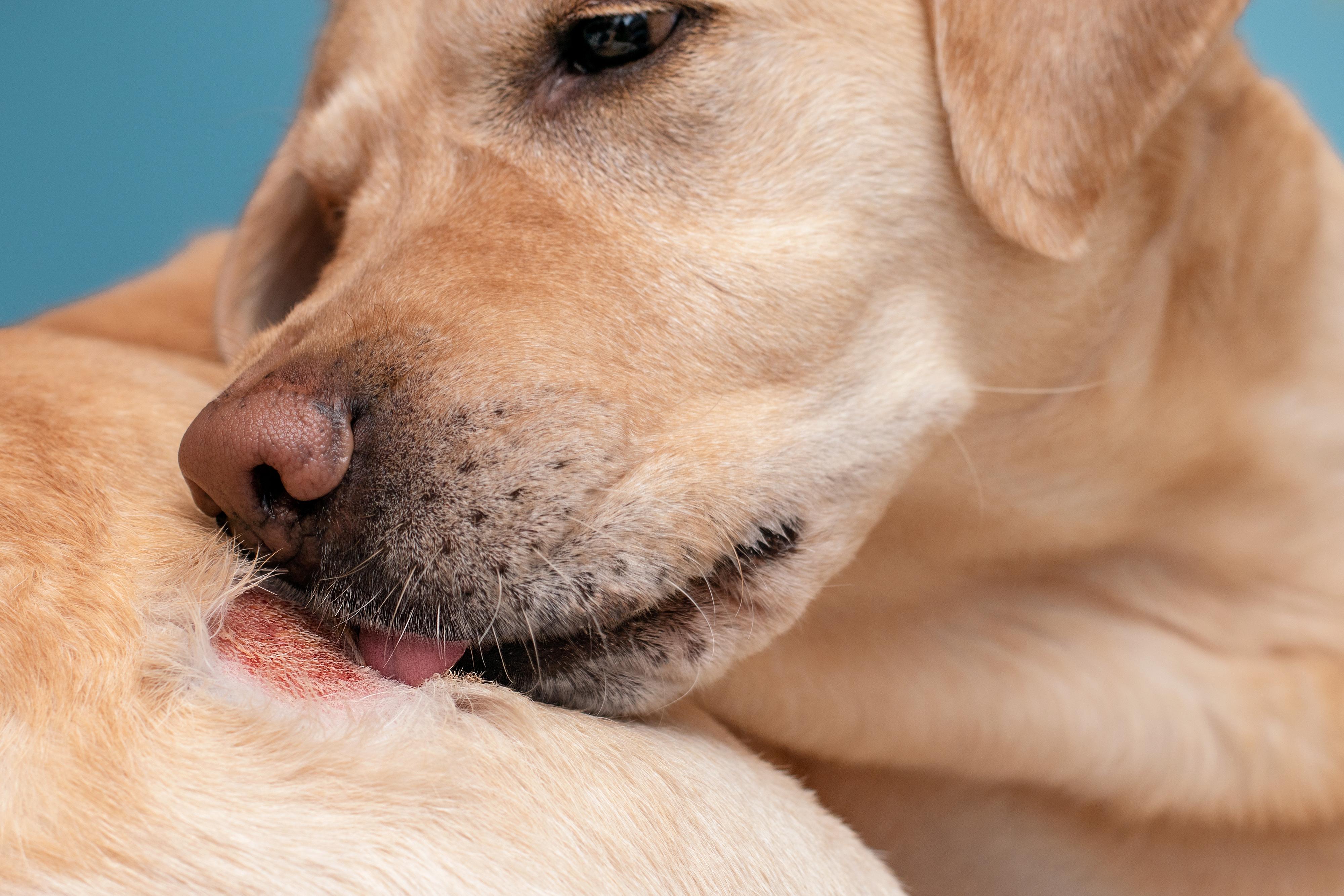 Cachorro Se Coçando Muito? Causas Comuns e Como Resolver