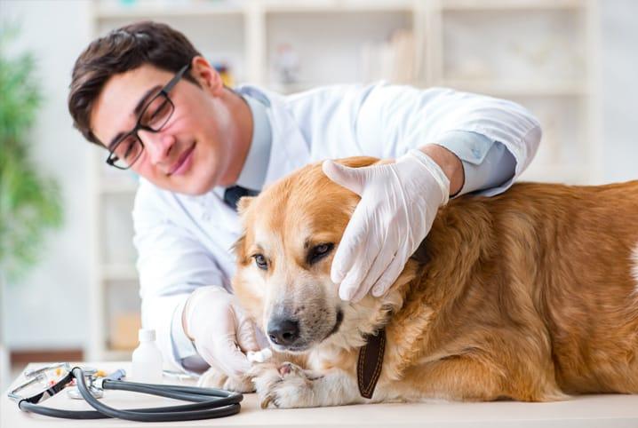 Guia Completo de Saúde Preventiva para Cães: O Que Suplementar em Cada Fase da Vida