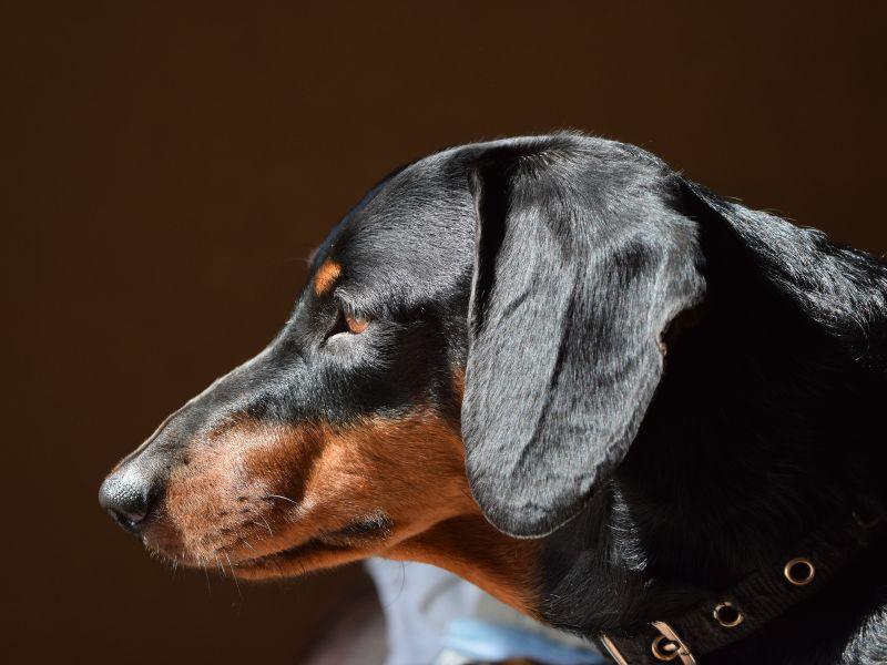 Ômega-3 para Cães: Para Que Serve, Benefícios e Como Usar