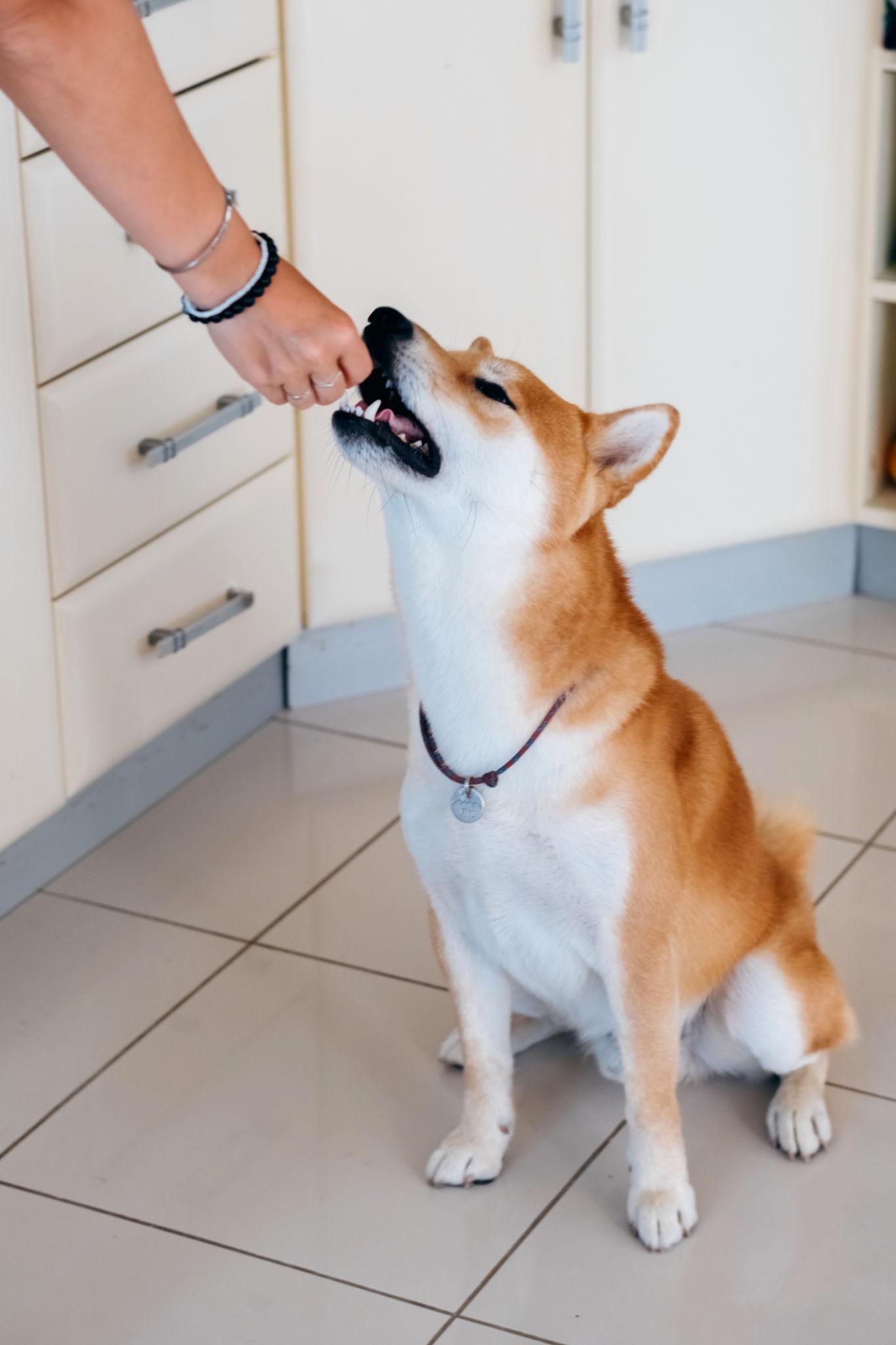 Como Dar Suplementos para Cães: Guia Prático para Fazer o Cachorro Aceitar