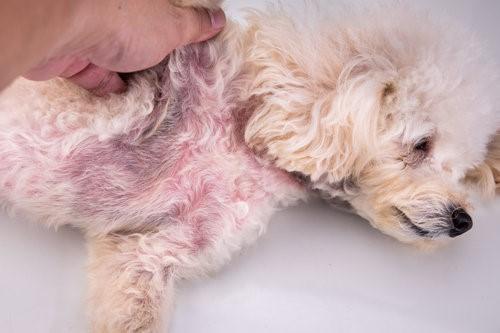 Alergia em Cães: Como Identificar, Controlar e Evitar Crises